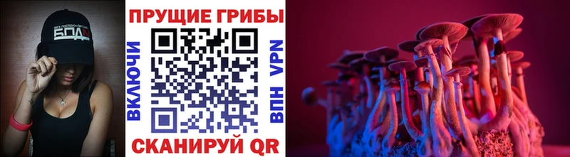 Псилоцибиновые грибы Cubensis  цены наркотик  Зверево 